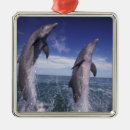 Search for bottlenosed dolphin christmas tree decorations Animal