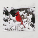 Search for snow birds postcards Cardinal