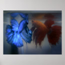 Search for betta art Splendens