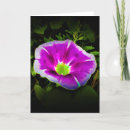 Search for morning glory cards Garden