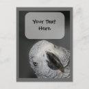 Search for animal face postcards Bird