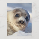 Search for canada day postcards Wildlife