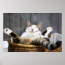 Search for cute baby kitten posters Funny