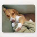 Search for snuggle electronics Pet