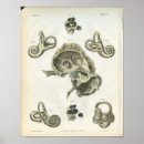 Search for ear anatomy posters Medical