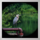 Search for blue heron art Animal