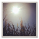Search for corn photography Nature