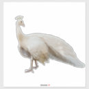 Search for indian peacock stickers Peafowl