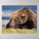 Search for ursus arctos posters Carnivore
