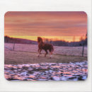 Search for canter electronics Cantering horse