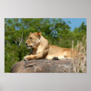Search for lion photography posters Africa
