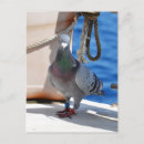 Search for pigeons postcards Pigeon fancier