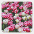 Search for white tulips stickers Pink