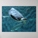 Search for cute turtle art Nature