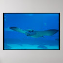 Search for under water posters Aquarium