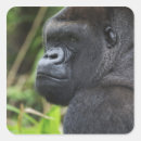 Search for silverback stickers Lowland