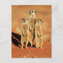 Search for desert animals postcards Nature