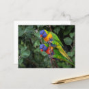 Search for lorikeet postcards Australia