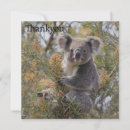 Search for marsupial cards Wildlife