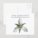 Search for spring wildflowers postcards Plant