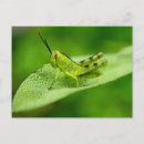 Search for grasshoppers postcards Green