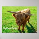Search for bovine posters Cattle
