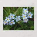 Search for notting postcards Forget me nots