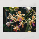 Search for wild orchid postcards Orchids