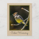 Search for wild bird postcards Songbird