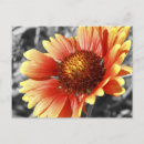 Search for any postcards Thinking of you
