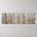 Search for birch tree photography Trees