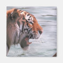 Search for yawning magnets Nature