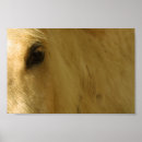 Search for white headed posters Horses