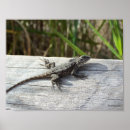 Search for lizard posters Nature