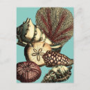 Search for algae postcards Sand dollar