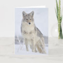 Search for coyotes cards Wildlife