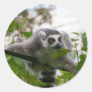 Search for ring tailed lemur stickers Nature