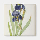 Search for redoute magnets Botany