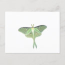 Search for luna moth postcards Witchy