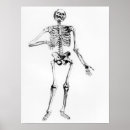 Search for human skeleton posters Anatomy