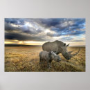 Search for rhinos posters Animal