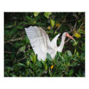 Search for costa photography Animals