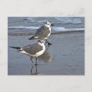 Search for gull postcards Wildlife