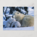 Search for polar bear mom and cub postcards Cute