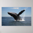 Search for humpback whale posters Animal