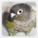 Search for conure stickers Cute
