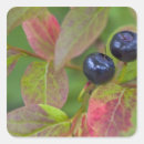 Search for ripe stickers Plant