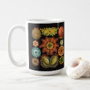 Search for echinoderms Haeckel