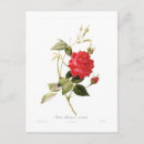 Search for vintage botanical print postcards Rose
