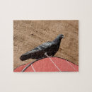 Search for pigeon puzzles City